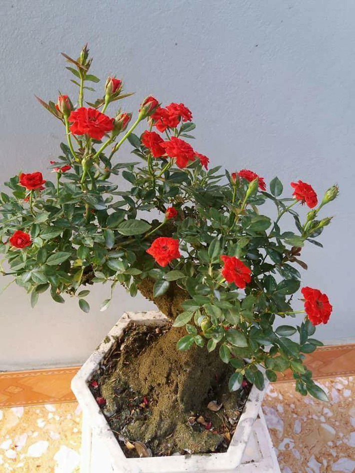 Những ngày gần Tết, thị trường cây cảnh đang rộ lên mốt chơi hoa hồng bonsai đắp rêu giả cổ độc đáo. Ảnh: FB Ngô Hồng Hạnh.