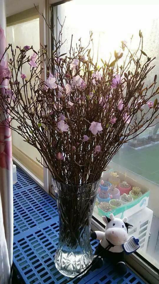 Theo người bán hàng, hoa đỗ quyên khô này được cho "ngủ đông", giữ búp không nở. Ảnh: FB Trịnh Hiền.