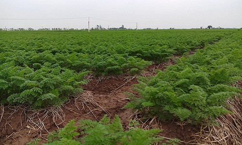 Xã Đức Chính, huyện Cẩm Giàng, Hải Dương là một trong những vựa cà rốt lớn nhất cả nước. Thậm chí, người ta còn ví đây là "vựa vàng" cà rốt của nước ta.
