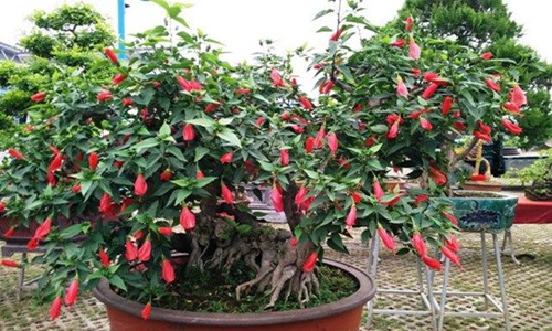 Dâm bụt cổ thụ chi chít hoa đỏ chót có giá tiền triệu. Ảnh: FB Cây Hồng Phụng.