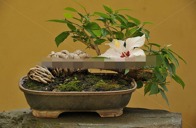 Hoa dâm bụt trắng vô cùng quyến rũ. Ảnh: Alamy.
