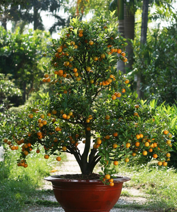 Quất nên trồng nơi đất thịt nhẹ, thịt trung bình. Trước khi trồng vặt bớt 1/2 đến 2/3 số lá trên cây. Ảnh: Printest.