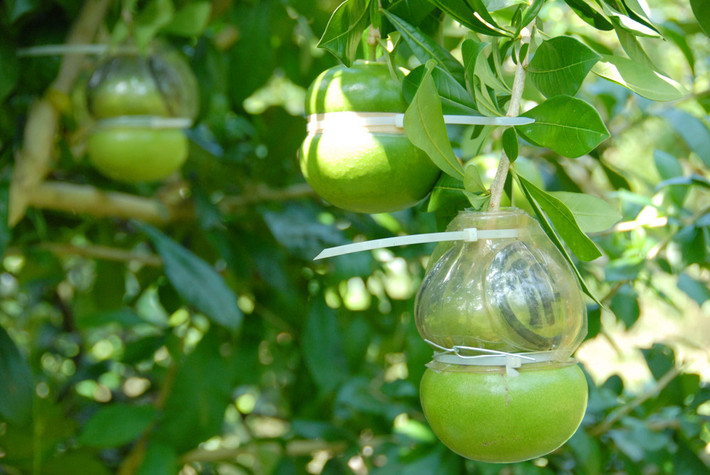 Dịp Tết Nguyên đán 2018 không phải là lần đầu tiên đào tiên hồ lô góp mặt trên thị trường. Tuy nhiên, do thời tiết không thuận lợi nên năm nay đào tiên hồ lô được dự đoán sẽ khan hàng, khó mua. Ảnh: Zing.