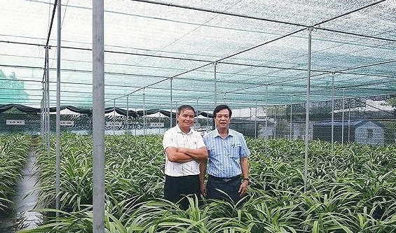Ước tính vườn địa lan Hoàng Vũ trị giá hơn 15 tỷ đồng. Ảnh: VTC.
