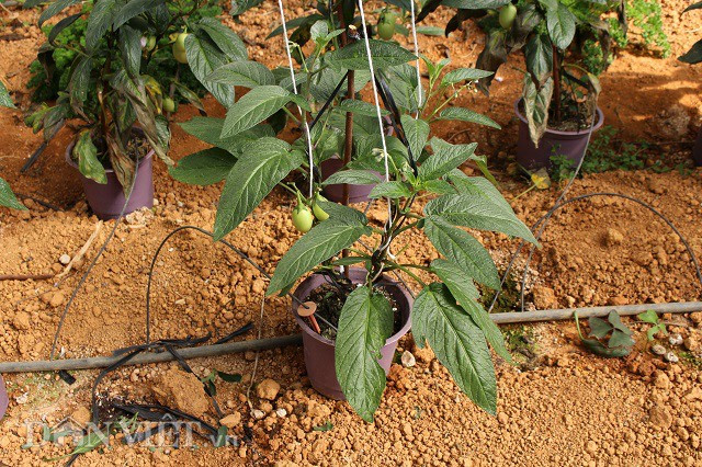 Hiện tại khu vườn của anh Định đã trồng lên tới 500 cây dưa pepino nhỏ để phục vụ nhu cầu chưng Tết cho du khách, giá mỗi cây 150 nghìn đồng. Khi mang về nhà du khách chỉ cần tưới nước và cắm 1 cây gỗ nhỏ để treo cây, tránh cây bị đổ do dây leo quá cao.
