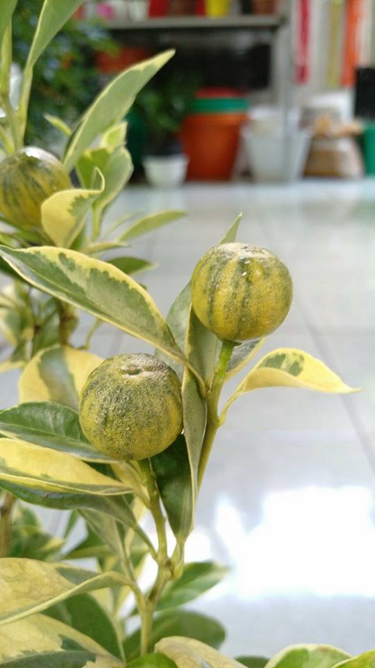 Thị trường cây cảnh Tết năm nay lần đầu tiên xuất hiện cây tắc cẩm thạch độc đáo và mới lạ. Ảnh: FB Cây Kiểng Thủy Mộc.