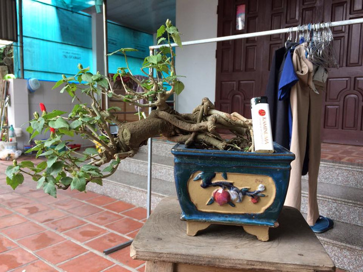 Dâm bụt Thái dáng thác đổ siêu đẹp. Ảnh: FB Viên Lê.