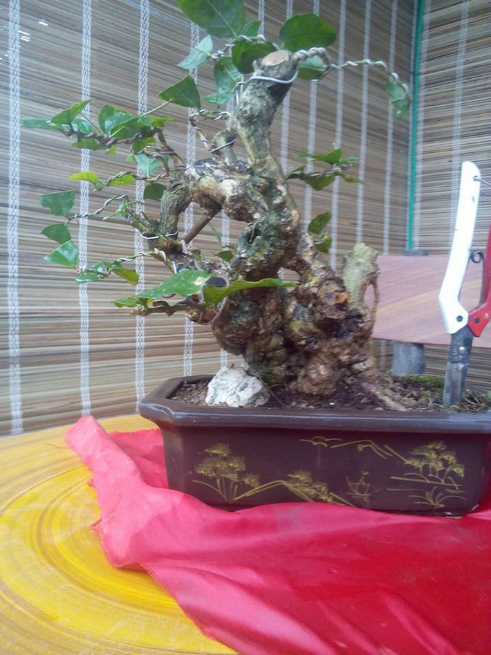 Bonsai hoa nhài gốc xù xì siêu độc. Ảnh: FB Trang Hang Sinh Vien.