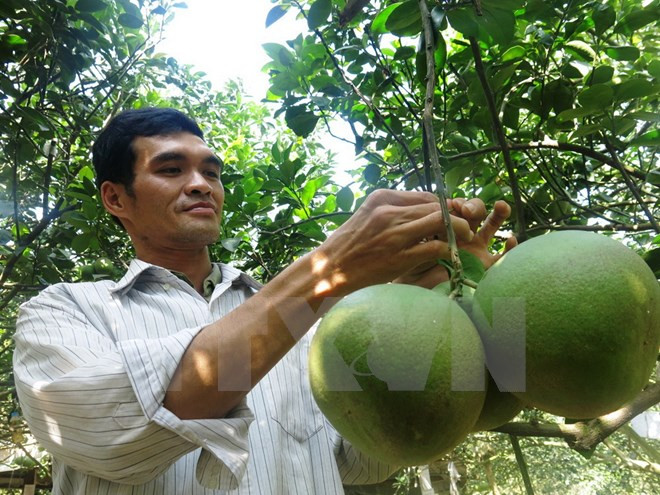 Giá bưởi thúng cao ngất ngưởng còn bởi giống này rất khó trồng, nhất là phải xử lý cây ra trái đúng dịp Tết mới có giá cao. Ảnh: TTXVN.