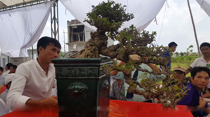Kiệt tác dâm bụt giá 70 triệu đồng tại triển lãm cây cảnh nghệ thuật CLB Bonsai Kẻ Sặt (Hải Dương). Ảnh: Báo Đất Việt.
