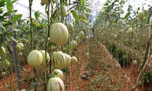 Những dây treo dưa pepino khiến du khách tham quan thích thú. Nhiều người mua và ăn ngay tại vườn.