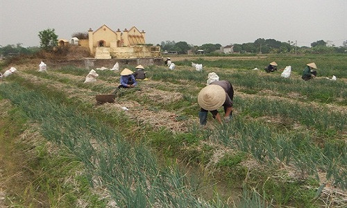 Trồng hành bán Tết từ lâu đã trở thành loại cây canh tác truyền thống ở huyện Nam Sách, Hải Dương. Ảnh: Nông nghiệp.