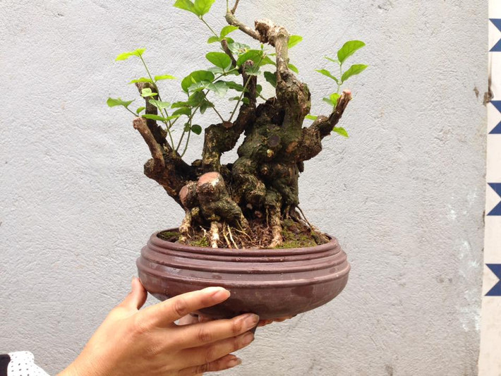 Bonsai mini hoa nhài gốc cổ thụ. Ảnh: FB Nguyễn Trung Bonsai.