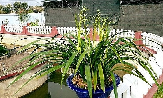 Vườn lan của ông Công có khoảng 3.000 chậu lớn nhỏ. Trung bình mỗi chậu 7-9 ngồng hoa có giá trên 10 triệu đồng. Ảnh: VTC.