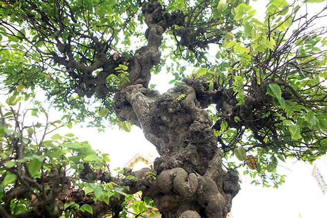 Thân cây xoắn, uốn lượn