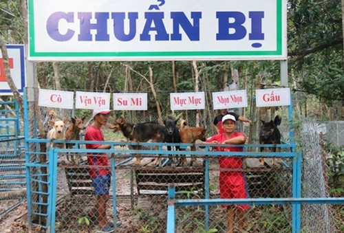 Những con chó qua tuyển chọn, huấn luyện sẽ tham gia biểu diễn, thể hiện khả năng hoang dã, đặc trưng của giống chó Phú Quốc. Ảnh: CA TPHCM.