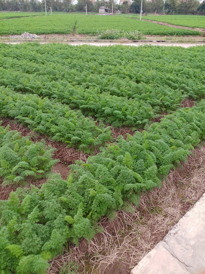 Chia sẻ với phóng viên Kiến Thức, người dân tại đây cho biết, với mức giá đầu vụ 8.000 - 9.000 đồng/kg, chính vụ tầm 4.000 - 5.000 đồng/kg, bình quân mỗi sào cho thu nhập hơn 7 triệu đồng.