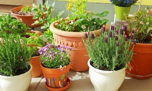 Trong những cách trang trí nhà thì làm đẹp tổ ấm bằng cây xanh, hoa tươi luôn được mọi người ưa chuộng. Ai cũng mong muốn được sống gần hơn với thiên nhiên, sống trong bầu không khí trong lành, thoải mái. Vì thế, bạn có thể tham khảo những ý tưởng tuyệt vời trong bài viết dưới đây để giúp gia đình mình chuẩn bị đón một năm mới đầy ắp niềm vui.
