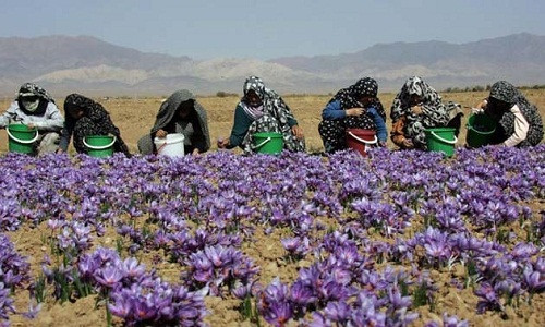 Saffron quý hơn vàng bởi loại hoa này chỉ nở trong một thời gian rất ngắn và việc thu hoạch cũng rất kỳ công. Ảnh: Theguardian.