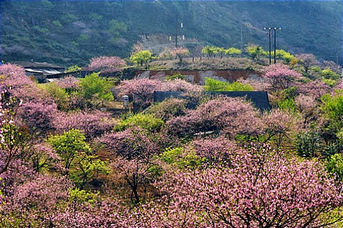 Sau Tết, Hà Giang đón xuân bằng màu hoa đào hồng thắm, đâu đó còn bắt gặp cả những cành mận bung sắc trắng tinh khôi. Ảnh: Hagiangonline.