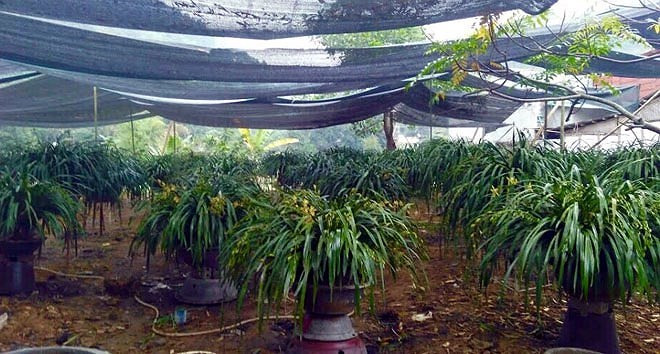 Giá lan trong vườn anh Phương dao động từ 350.000 đến 500.000 đồng/cành lan, tùy thuộc vào kích cỡ, số lượng cành hoa. Ảnh: Vietnamnet.