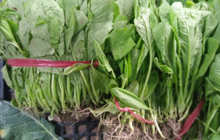 Nếu như trước Tết rau cải 15.000 đồng/kg thì sau Tết thường tăng đến 25.000.000 - 30.000 đồng/kg. Ảnh: Nguoiduatin.