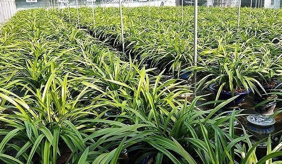 Nhắc đến những vườn địa lan khổng lồ tại Việt Nam không thể bỏ qua vườn địa lan Hoàng Vũ của ông Trần Phi Công ở Nam Định. Ảnh: VTC.