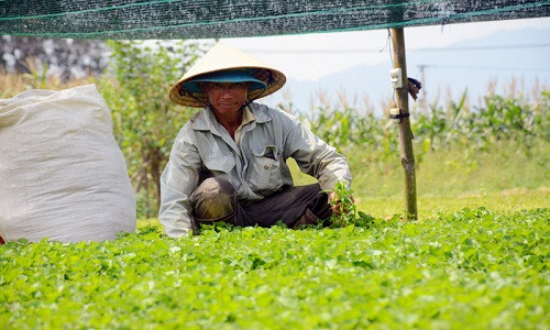 Bỏ qua nhiều lời khuyên trồng cây gì, nuôi con gì, lão nông Hà Ngọc Phi (xã Điện Minh, thị xã Điện Bàn, Quảng Nam) quyết định thuê đất để trồng loại rau dại mọc khắp bờ ruộng. Ảnh: Vietnamnet.