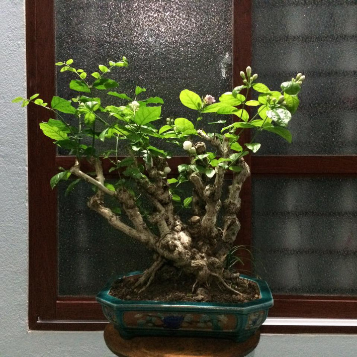 Hoa nhài hầu như quanh năm đều ra hoa, nhiều nhất vào mùa hè và chủ yếu tỏa hương thơm ngát vào ban đêm. Ảnh: FB Quang Lâm.