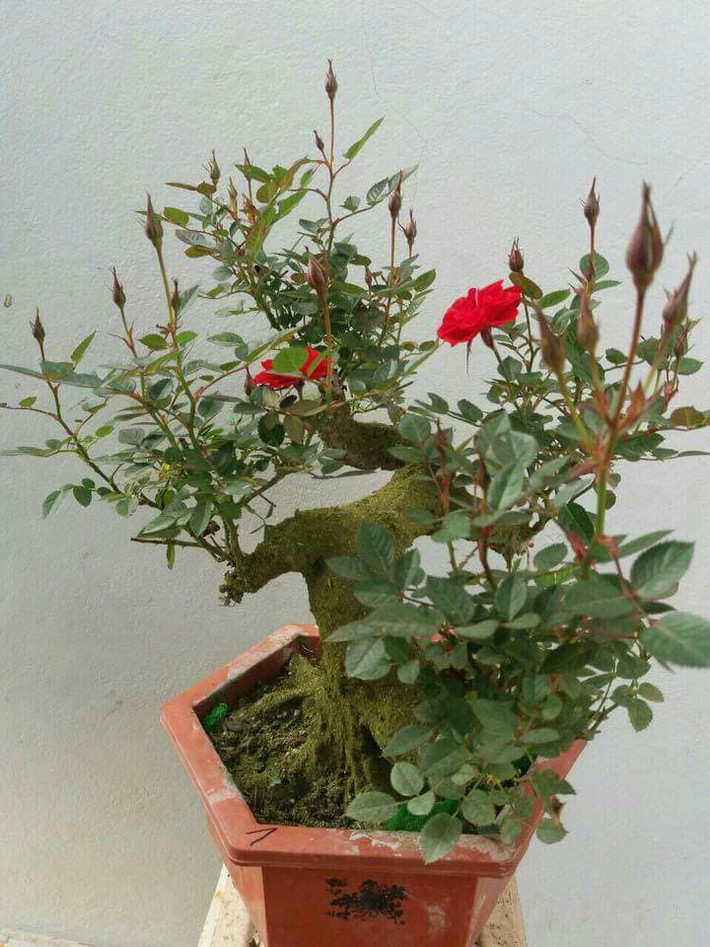 Lớp rêu phong giúp gốc hồng bonsai mang dáng vẻ cổ kính tựa như cây hàng trăm tuổi. Ảnh: FB Ngô Hồng Hạnh.