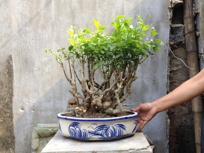 Bonsai hoa nhài đang bung rất nhiều nụ. Ảnh: FB Nguyễn Trung Bonsai.