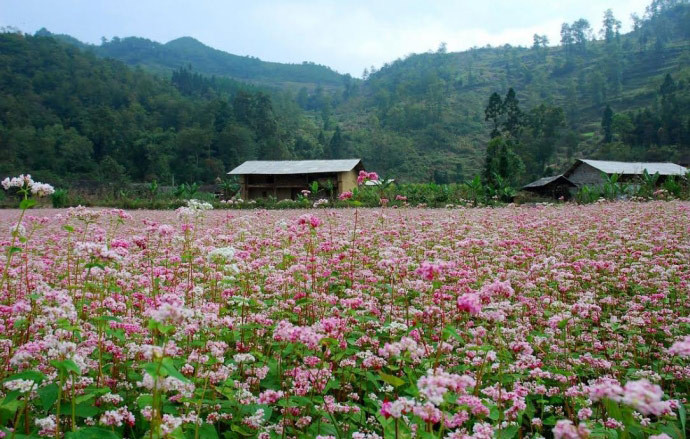 Hà Giang cũng là điểm du lịch ngắm hoa Tết được nhiều khách hàng lựa chọn. Trước Tết, Hà Giang ngập tràn hương sắc của hoa tam giác mạch. Ảnh: Dân Việt.