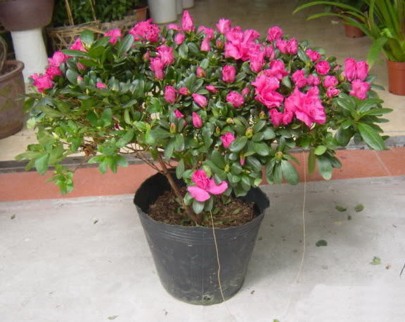 Đỗ quyên là một trong những loại hoa cảnh được yêu thích bởi vẻ đẹp dịu dàng. Ngày Tết, các gia đình thường đặt một vài chậu hoa đỗ quyên trong nhà vừa giúp trang trí vừa mang ý nghĩa sung túc. Ảnh: Chamsoccaytrong.