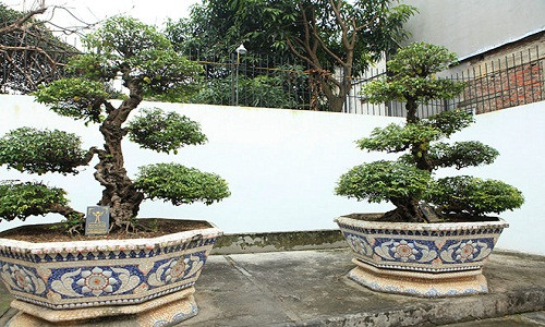 Nói đến vườn cây di sản độc nhất vô nhị ở Việt Nam, những người mê cây cảnh cũng như những người đang sở hữu vườn cây cảnh quý hiếm không thể không nhắc đến cái tên Toàn “đôla”, ở Việt Trì (Phú Thọ).