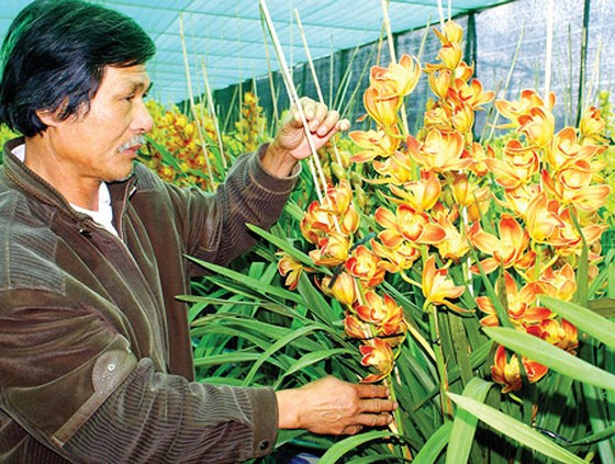 Vườn lan Anh Quỳnh rộng 6.000m2, chủ yếu sản xuất trong nhà lưới màng phủ màu đen che nắng với khoảng 10 giống có nguồn gốc từ các nước châu Âu, châu Á...Ảnh: Sggp.