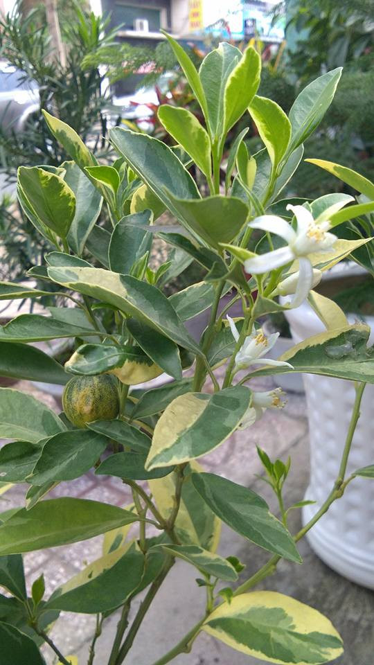 Hoa màu trắng, nở xòe 5 cánh rất thơm. Ảnh: FB Cây Kiểng Thủy Mộc.