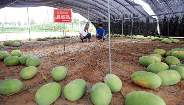 Nếu như cây dưa hấu bình thường cho 1 - 10 quả/vụ thì cây dưa hấu bạch tuộc ở Hà Nam, Trung Quốc cho tới 131 quả trong 90 ngày. Ảnh: Oddity Central.