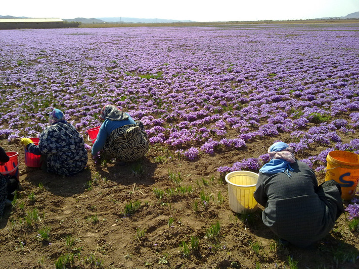Saffron được lấy từ nhụy hoa nghệ tây trồng ở Morocco và Iran. Ảnh: Steenbergs.