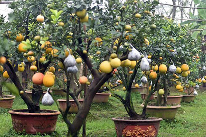 Ông Giáp cho biết, cây chọn ghép phải có thân to và bộ rễ chùm khỏe, thường là cây bưởi, cây cam sau đó đưa thêm các loại quả khác như phật thủ, quất… sao cho các loại quả chín đúng dịp Tết Nguyên Đán. (Ảnh: Dân Việt)