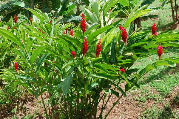 Cây hoa hạnh phúc có tên khoa học là Alpinia purpurata, thuộc họ gừng. Ảnh: Wiki.