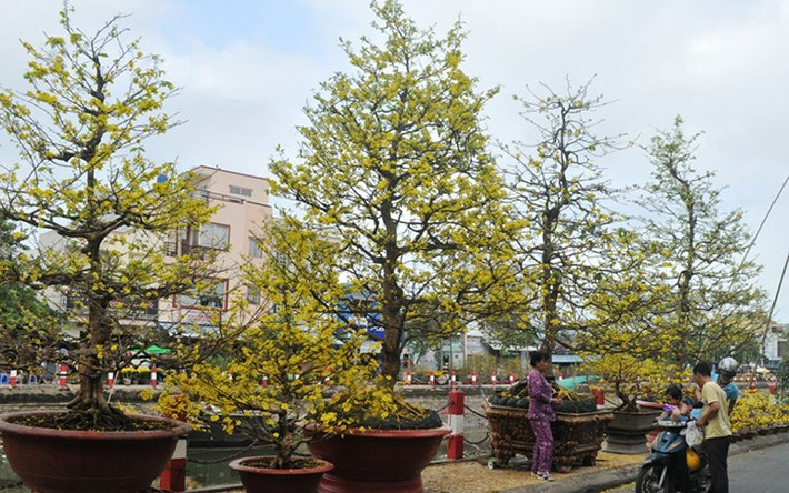 Các cây mai khủng này vẫn còn nguyên thủy, chưa cắt ghép (Ảnh: Dân trí)