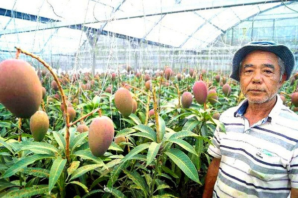 Cây xoài này đã 30 năm tuổi, cao hơn một mét, tán lá xòe rộng và trải đều ra mặt đất với đường kính lên tới 10m. Ảnh: Japanstyle.