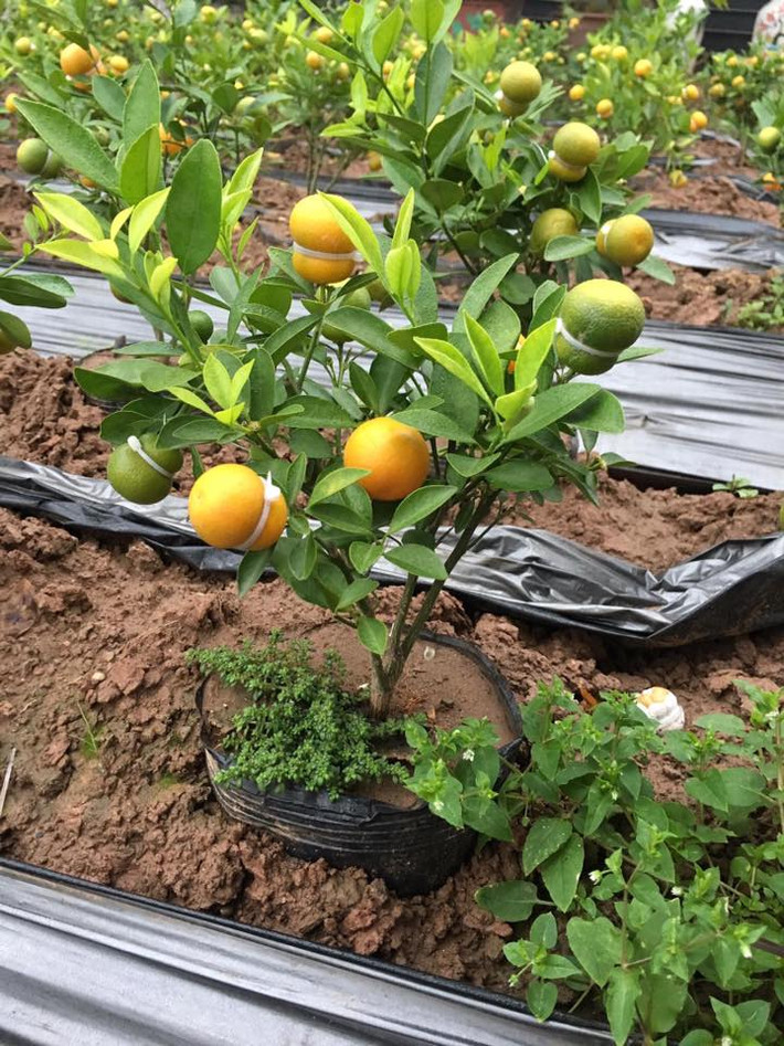 Để thu hút khách hàng, nhà vườn chủ động chăm sóc sao cho cây quất thần tài có cả quả chín và xanh. Ảnh: FB Thành Nam Phạm.