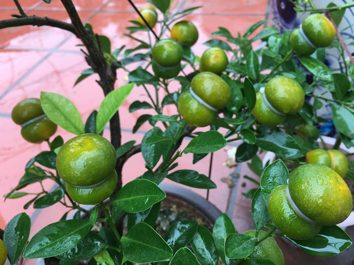Mới lạ, giá phải chăng lại mang ý nghĩa may mắn, quất hồ lô đang được nhiều khách hàng lựa chọn để chơi Tết 2018. Ảnh: FB Quất cảnh.