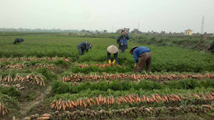 Nhờ "vựa vàng” cà rốt, hàng trăm gia đình trở thành triệu phú, có người trở thành tỷ phú.