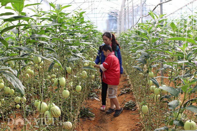 Chị Hồng Hạnh, một trong những du khách đến từ TP. HCM đã mua 5kg dưa pepino trong vườn anh Định về làm quà biếu.