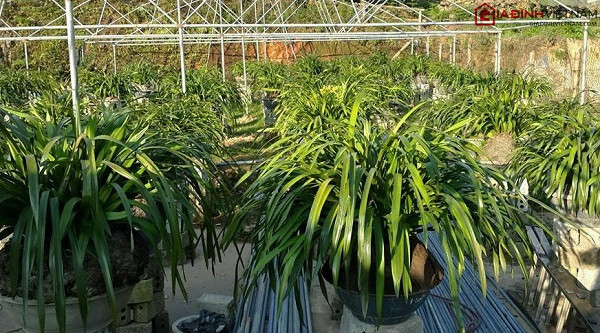 Vườn địa lan quý của anh Phương rộng khoảng 4000m2 với 1200 chậu. Ảnh: Giadinhvietnam.