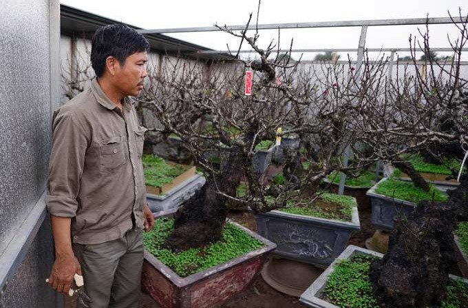 Để phục vụ thị trường hoa Tết, nhiều nhà vườn bỏ ra rất nhiều công sức và tiền bạc để chăm sóc cho cây. Ảnh: Zing.