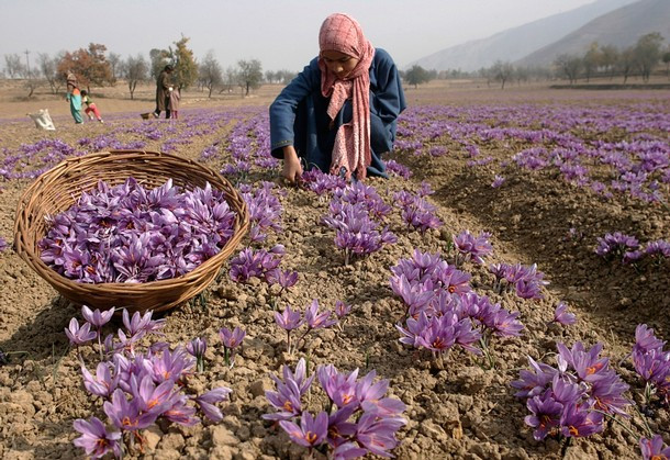 Hoa được hái bằng tay thật nhẹ nhàng. Ảnh: Kashmirkesarkingdom.