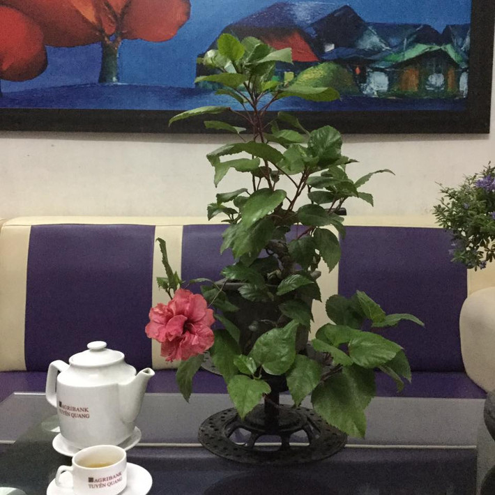 Chậu hoa dâm bụt nhỏ có thể đặt trên bàn trà tại phòng khách. Ảnh: FB Nguyễn Tiến Dũng.